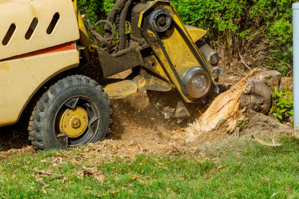 Best Firewood Processing and Delivery  in Remerton, GA