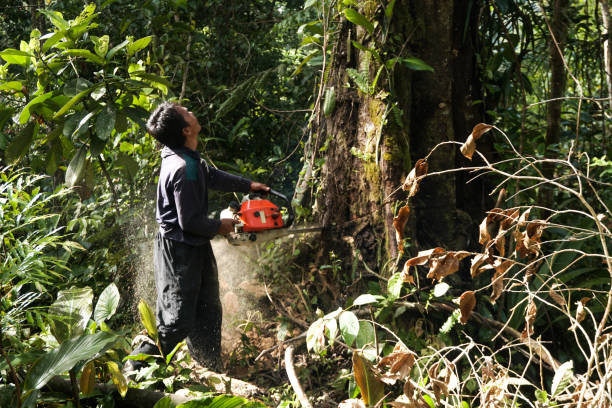 Professional Tree Services in Remerton, GA